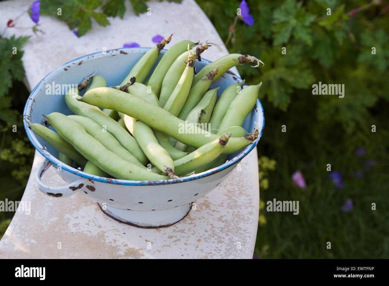 Vicia faba. Fave in uno scolapasta Foto Stock