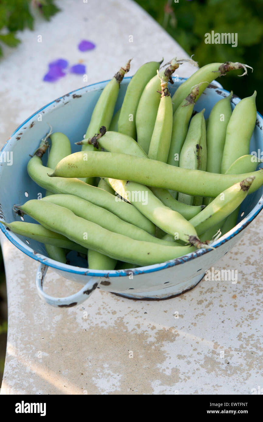 Vicia faba. Fave in uno scolapasta Foto Stock