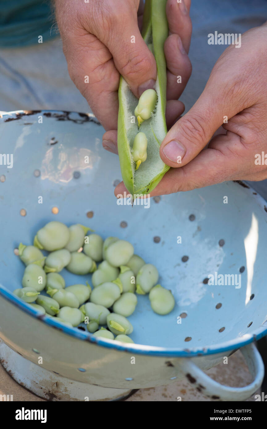 Vicia faba. Sgranare fave in uno scolapasta Foto Stock