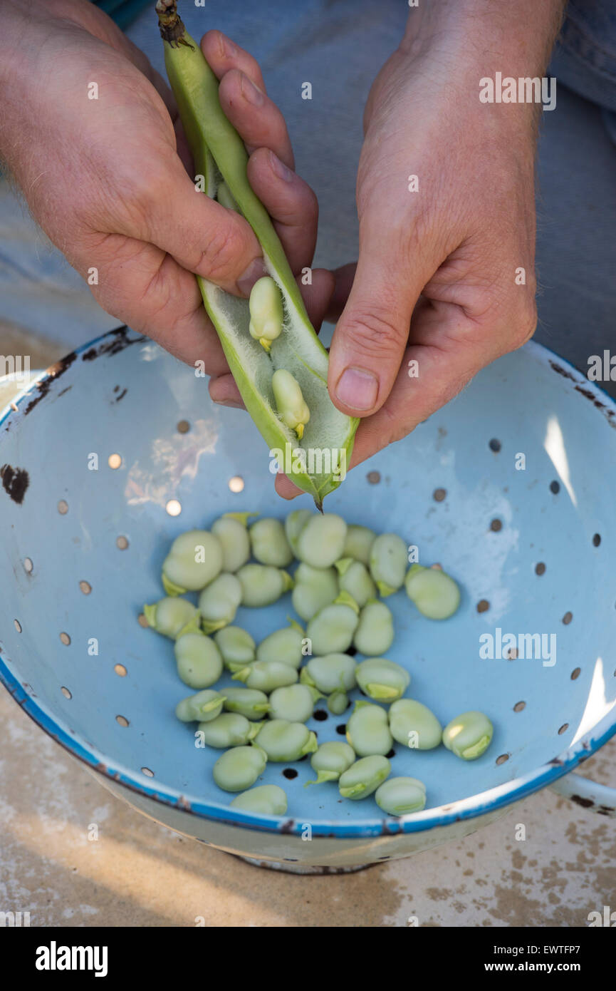 Vicia faba. Sgranare fave in uno scolapasta Foto Stock