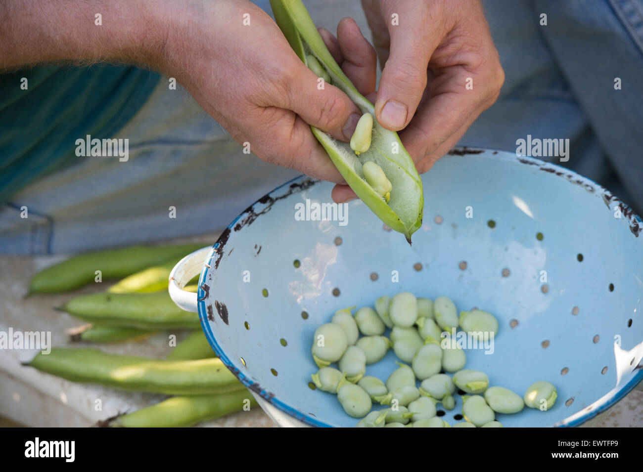 Vicia faba. Sgranare fave in uno scolapasta Foto Stock