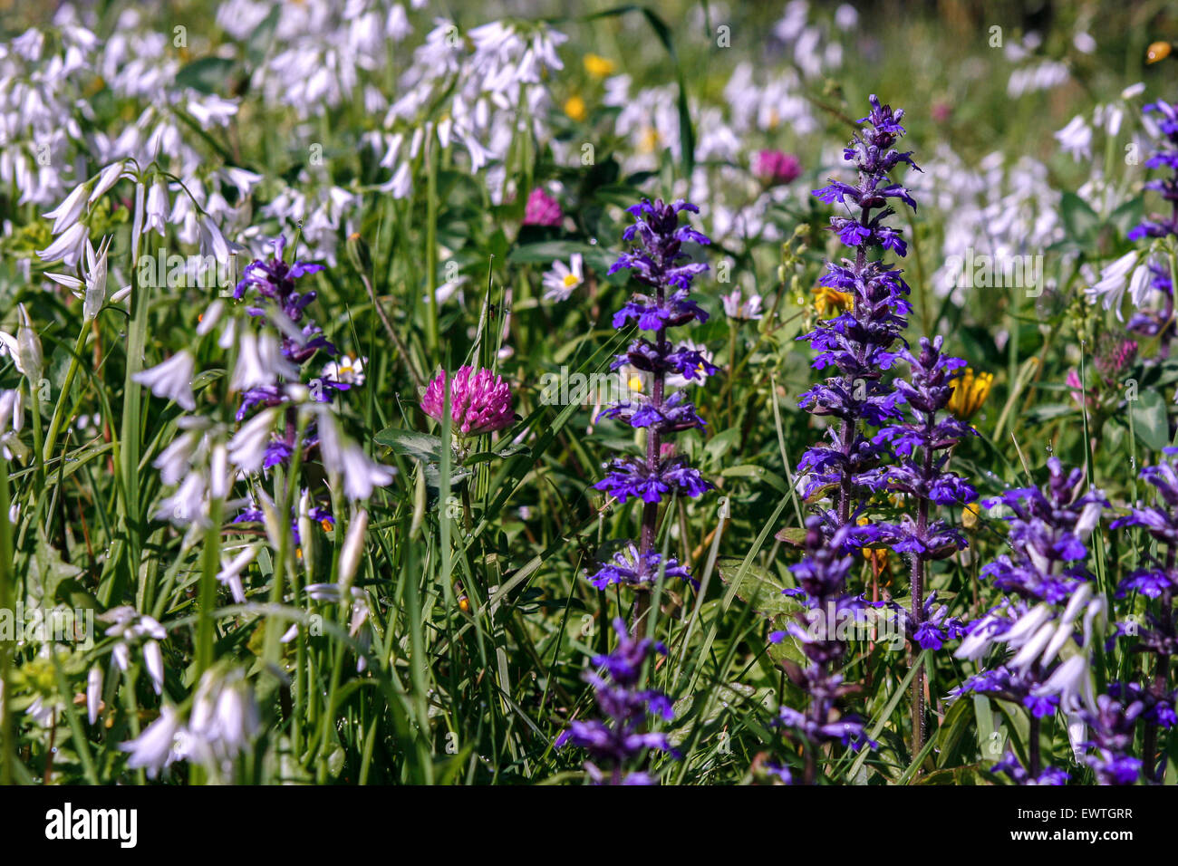 Close up di diverso tipo di coloratissimi fiori selvatici in un campo in Italia Foto Stock