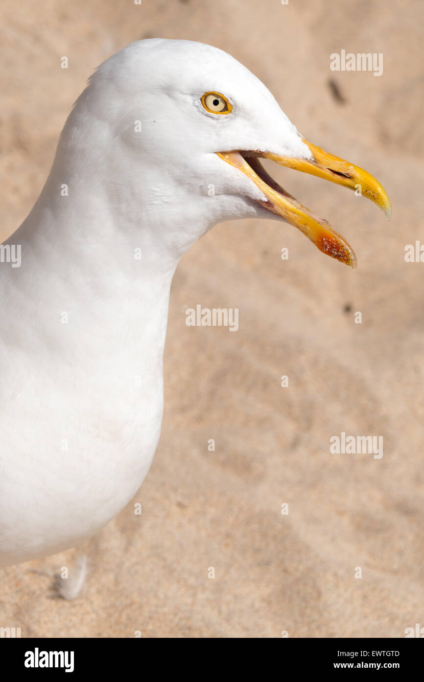 Seagull squawking sulla spiaggia vicino. St Ives, Cornwall Inghilterra. Foto Stock