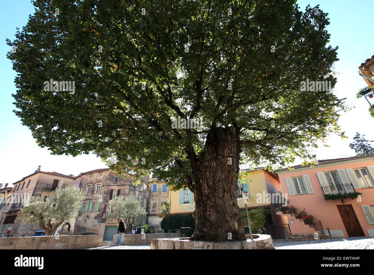 300 anni vecchio olmo nel borgo arroccato di Gorbio Foto Stock