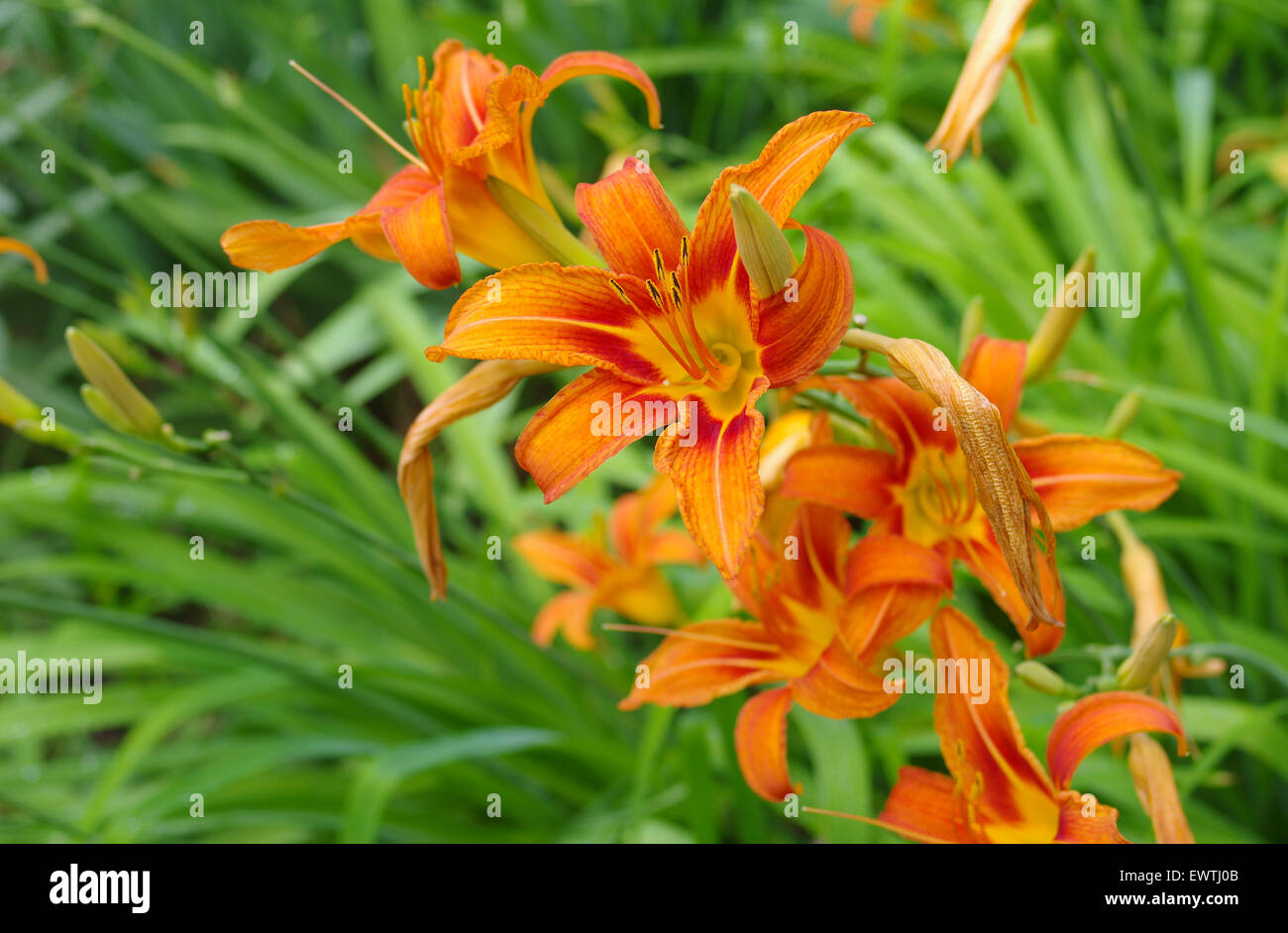 Gigli arancione in un giardino estivo Foto Stock