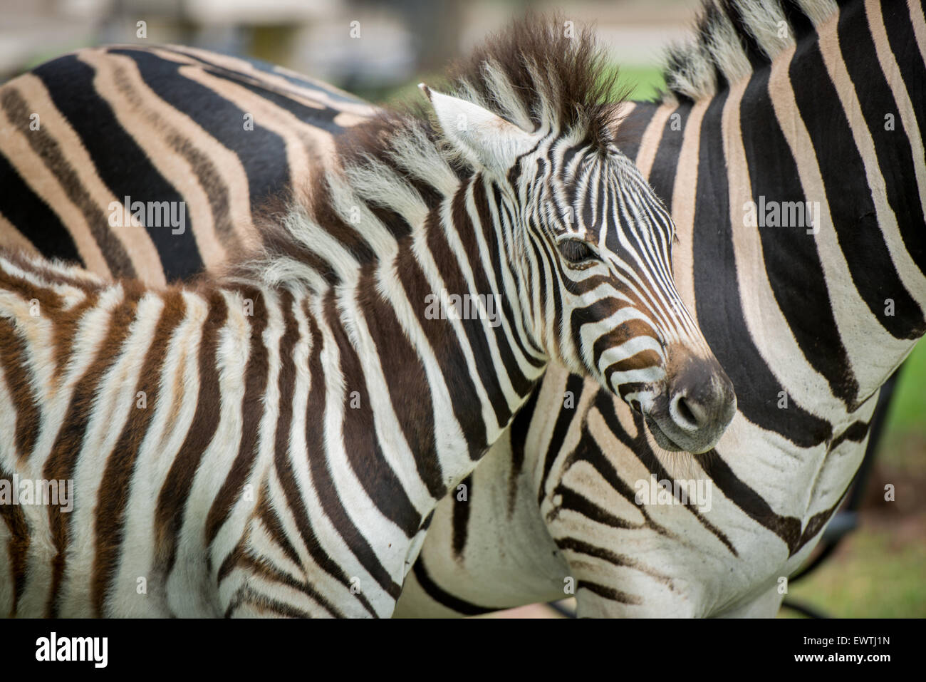 Sud Africa- Zebra (Equus quagga) roaming nel Dinokeng Game Reserve Foto Stock