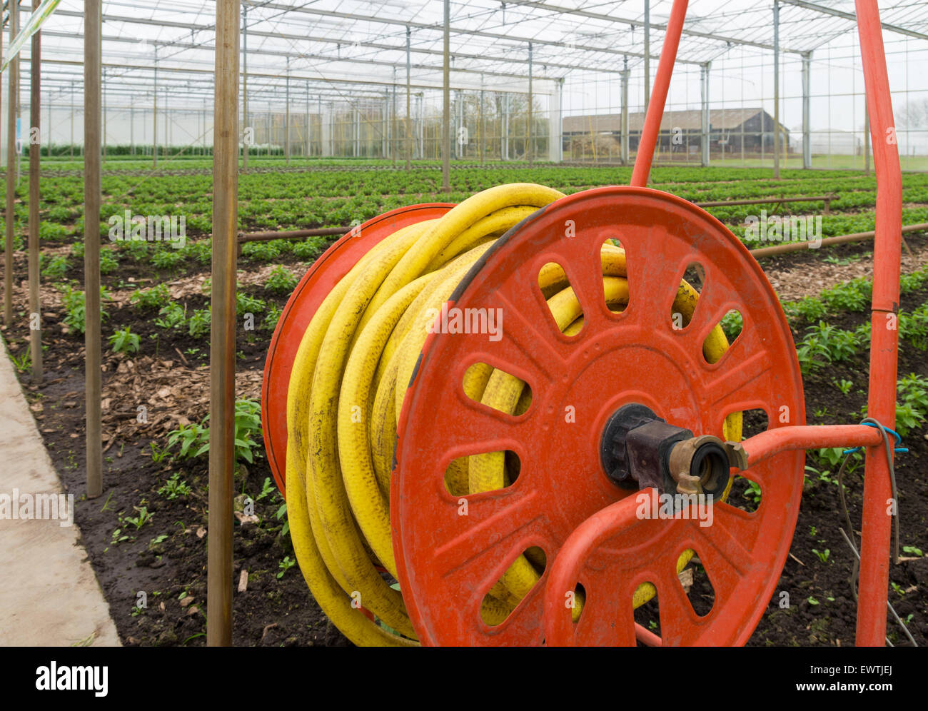 Il tubo flessibile di irrigazione all'interno di una serra commerciale Foto Stock