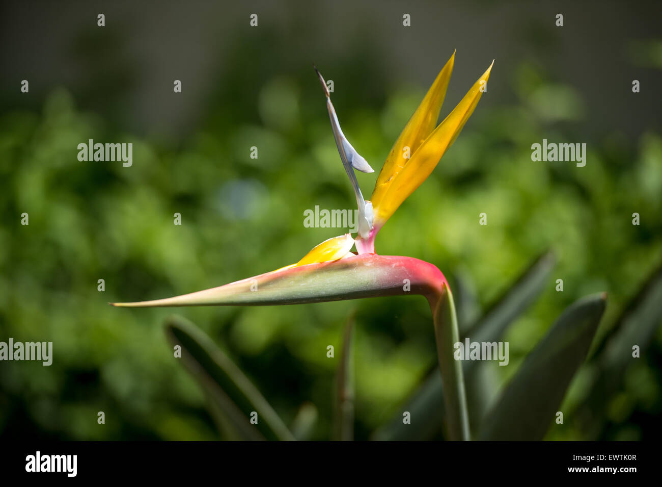 Sud Africa - coltivazione di fiori selvatici in Foto Stock