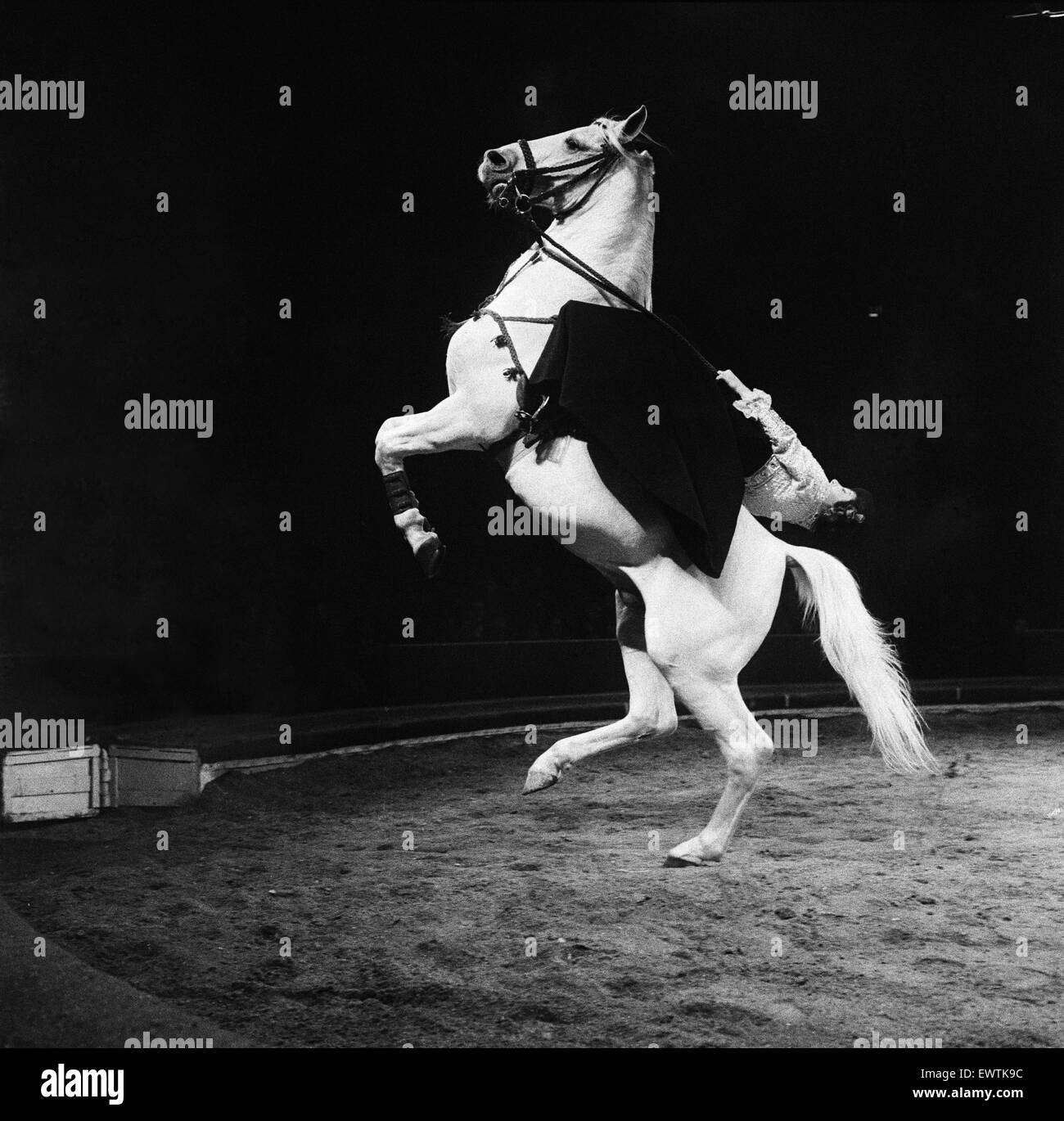 Un cavallo atto a Bertram Mills Circus. 19 dicembre 1958. Foto Stock