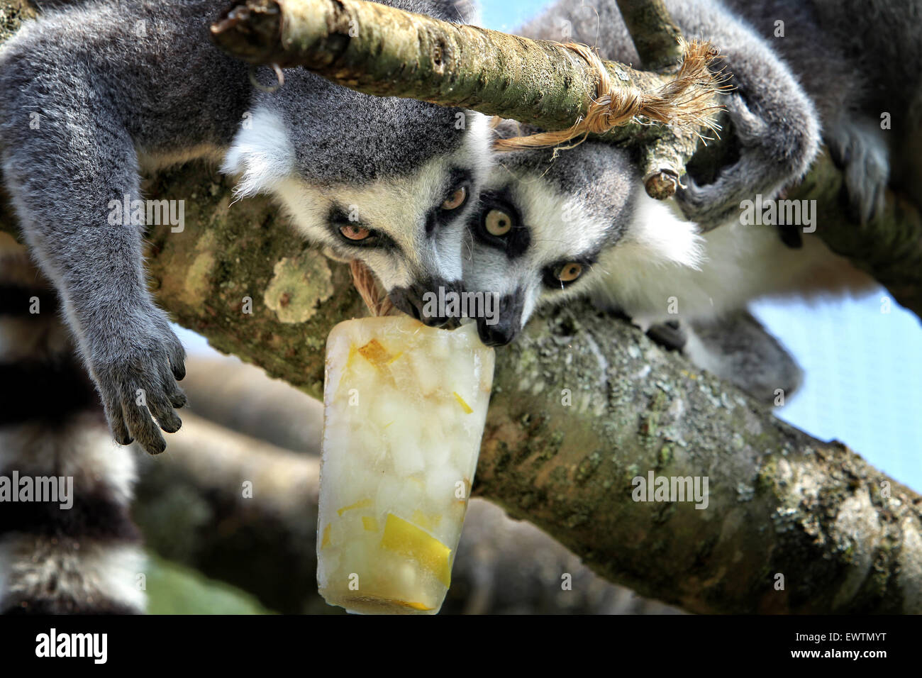 L'anello tailed lemuri non si raffredda con un riempito di frutta per lecca-lecca di ghiaccio a Cotswold Wildlife Park Foto Stock
