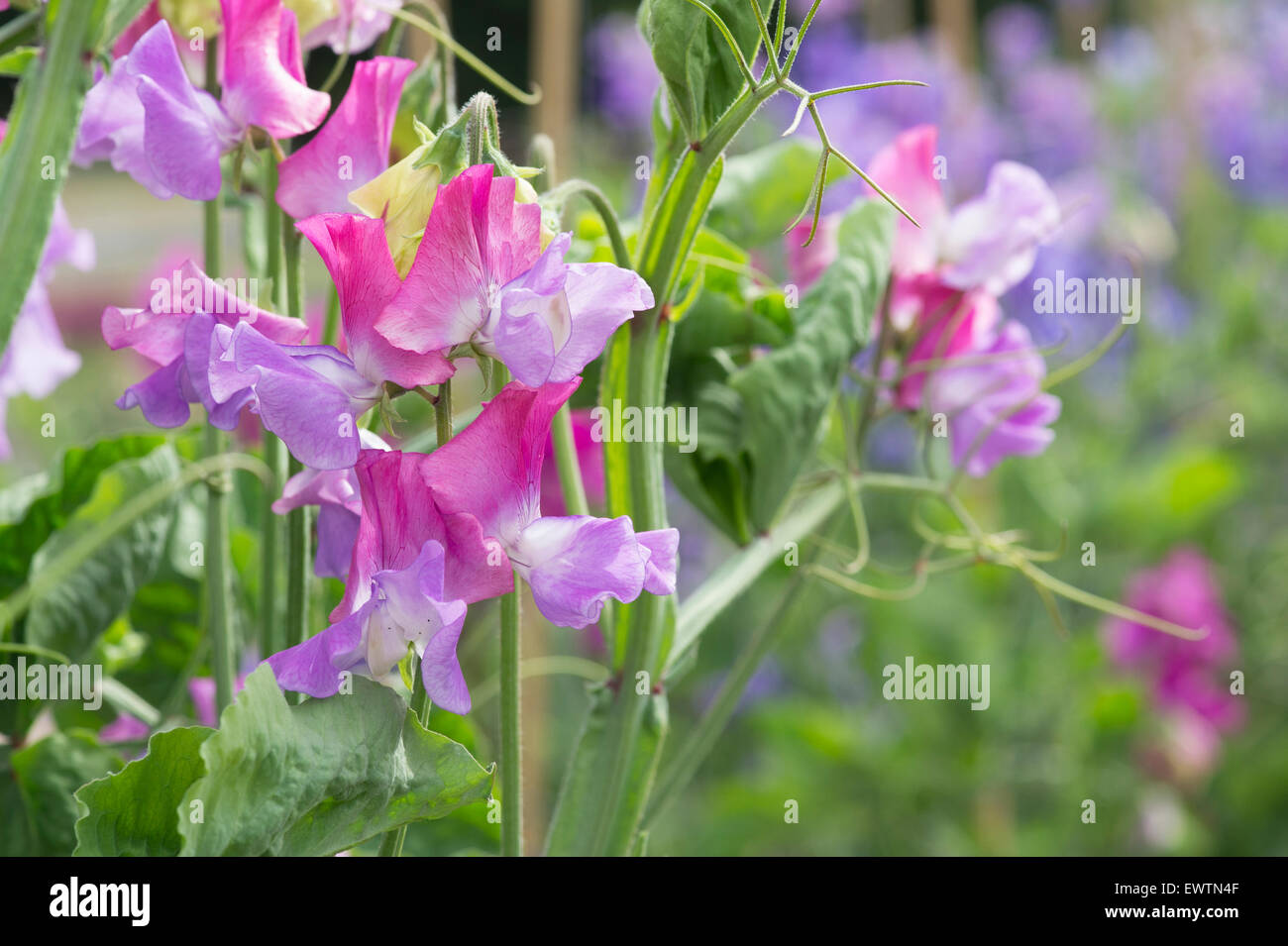 Lathyrus odoratus, pisello dolce "prima ballerina' fiori Foto Stock