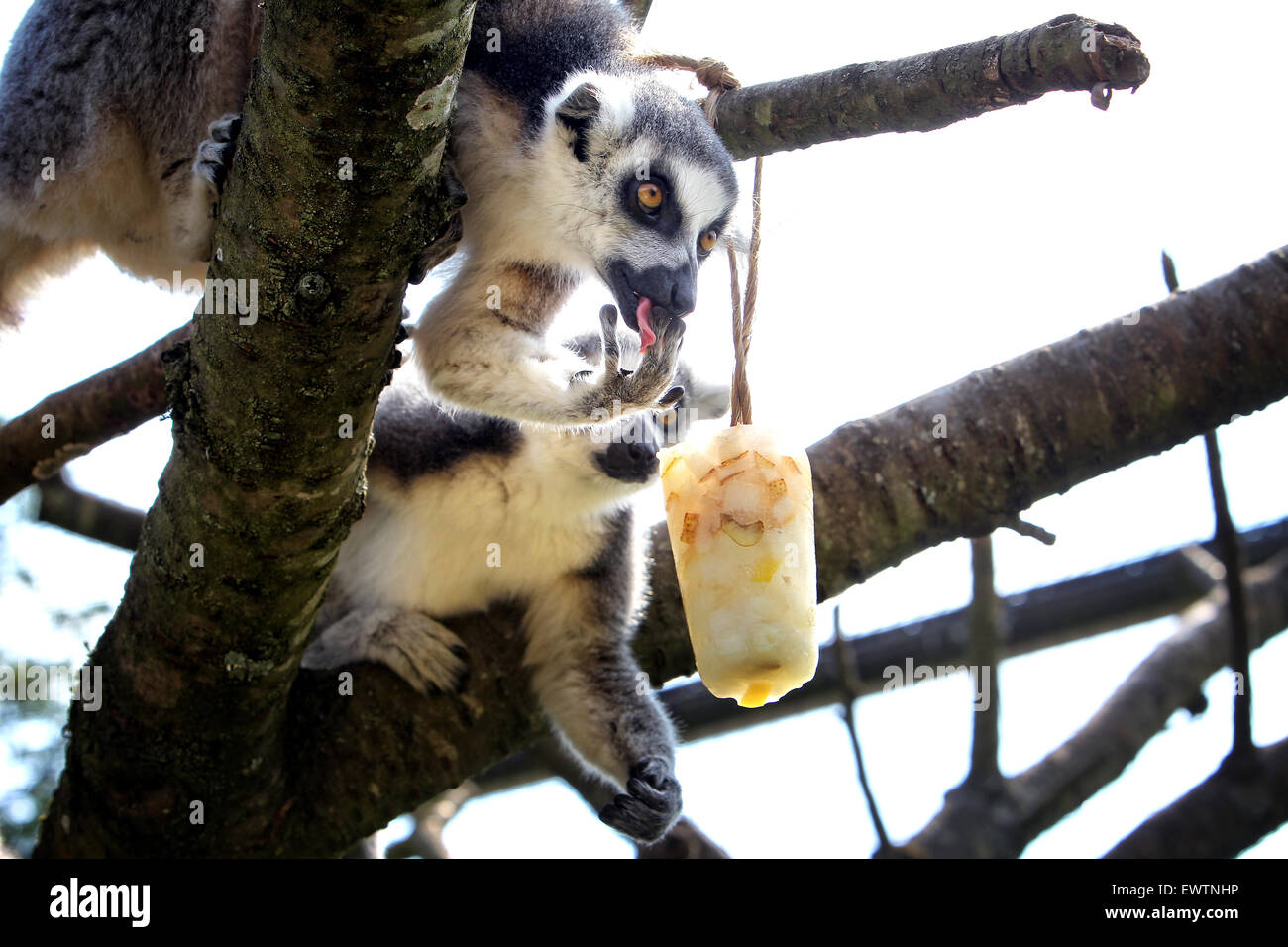 L'anello tailed lemuri non si raffredda con un riempito di frutta per lecca-lecca di ghiaccio a Cotswold Wildlife Park Foto Stock
