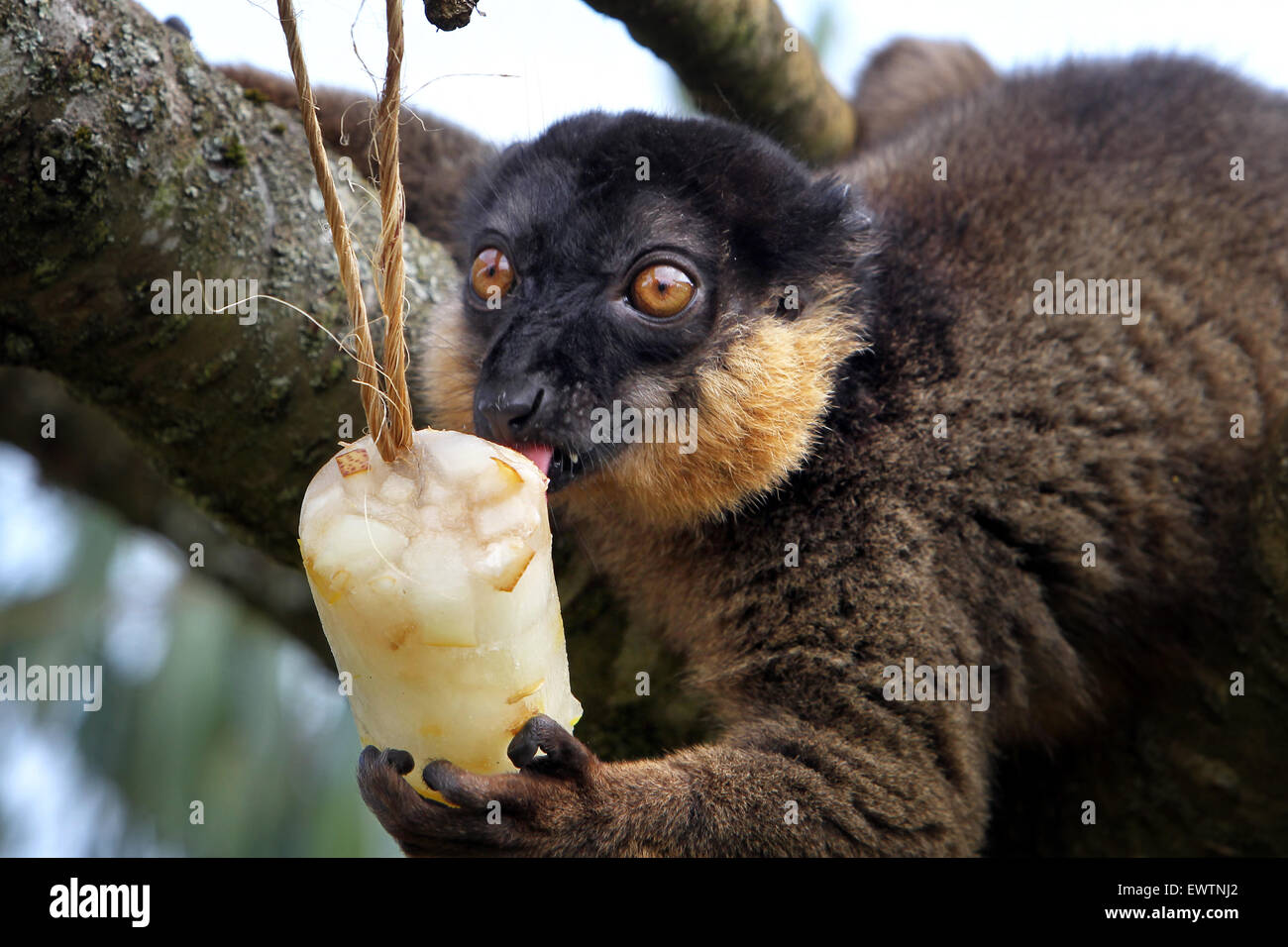 Un rosso lemure panciuto non si raffredda con un riempito di frutta per lecca-lecca di ghiaccio a Cotswold Wildlife Park Foto Stock