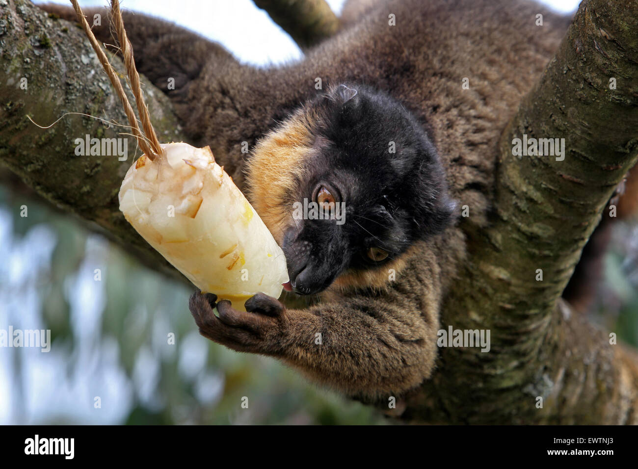 Un rosso lemure panciuto non si raffredda con un riempito di frutta per lecca-lecca di ghiaccio a Cotswold Wildlife Park Foto Stock