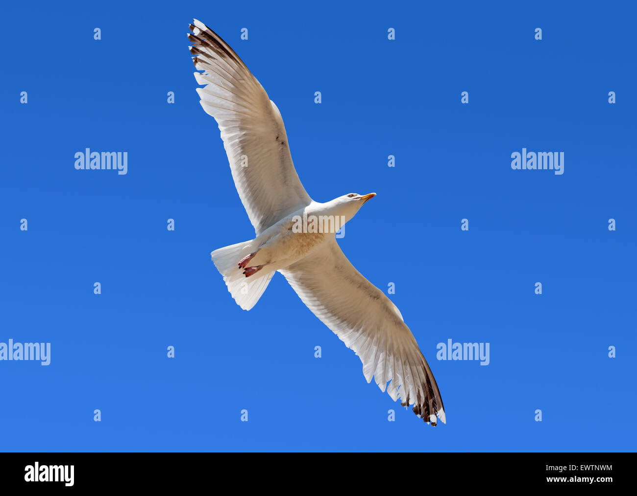 Un gabbiano volare sopra la testa con le ali distese in cielo blu. Foto Stock