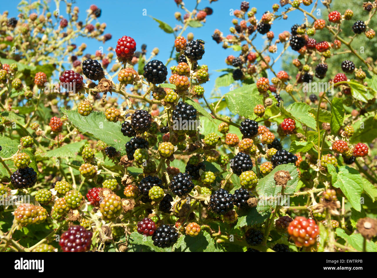 More di rovo che cresce in una selvaggia siepe contro un cielo blu d'estate. Foto Stock