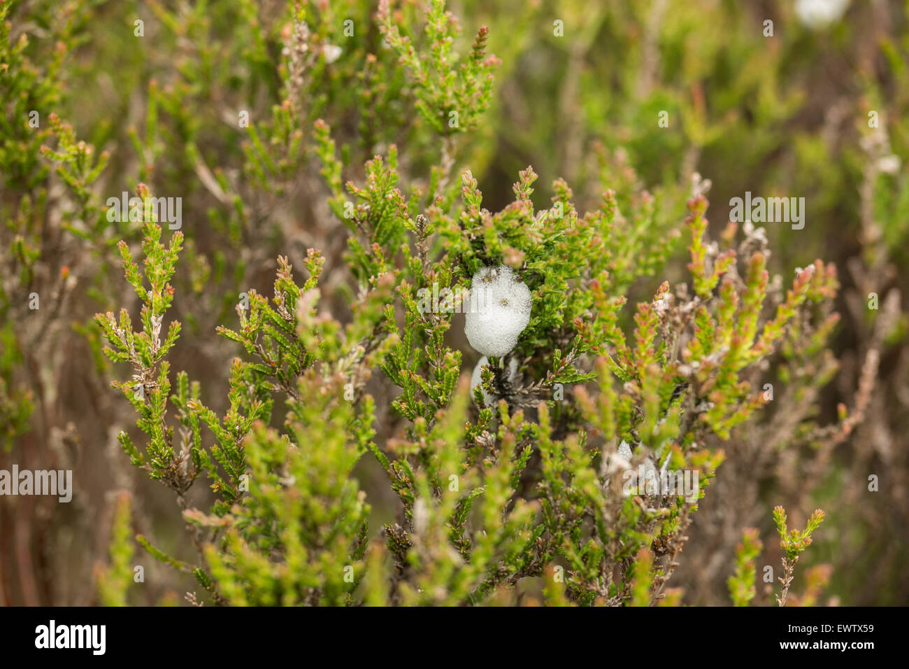 La boscosa è sceso di Longridge cadde il Regno Unito più a sud è diminuito Foto Stock