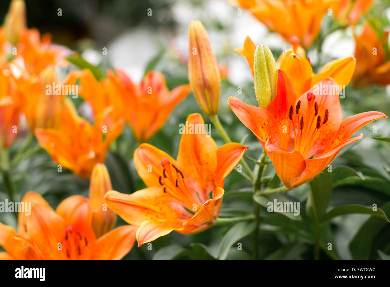 Wild crescente Tiger Lillies in arancione con macchie anche noto come il Lilium Foto Stock