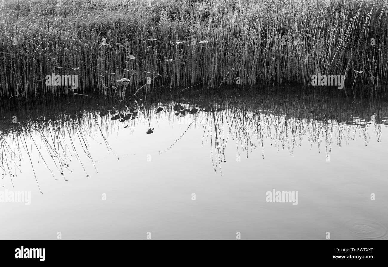 Fiume calmo acqua e canneti in bianco e nero Foto Stock