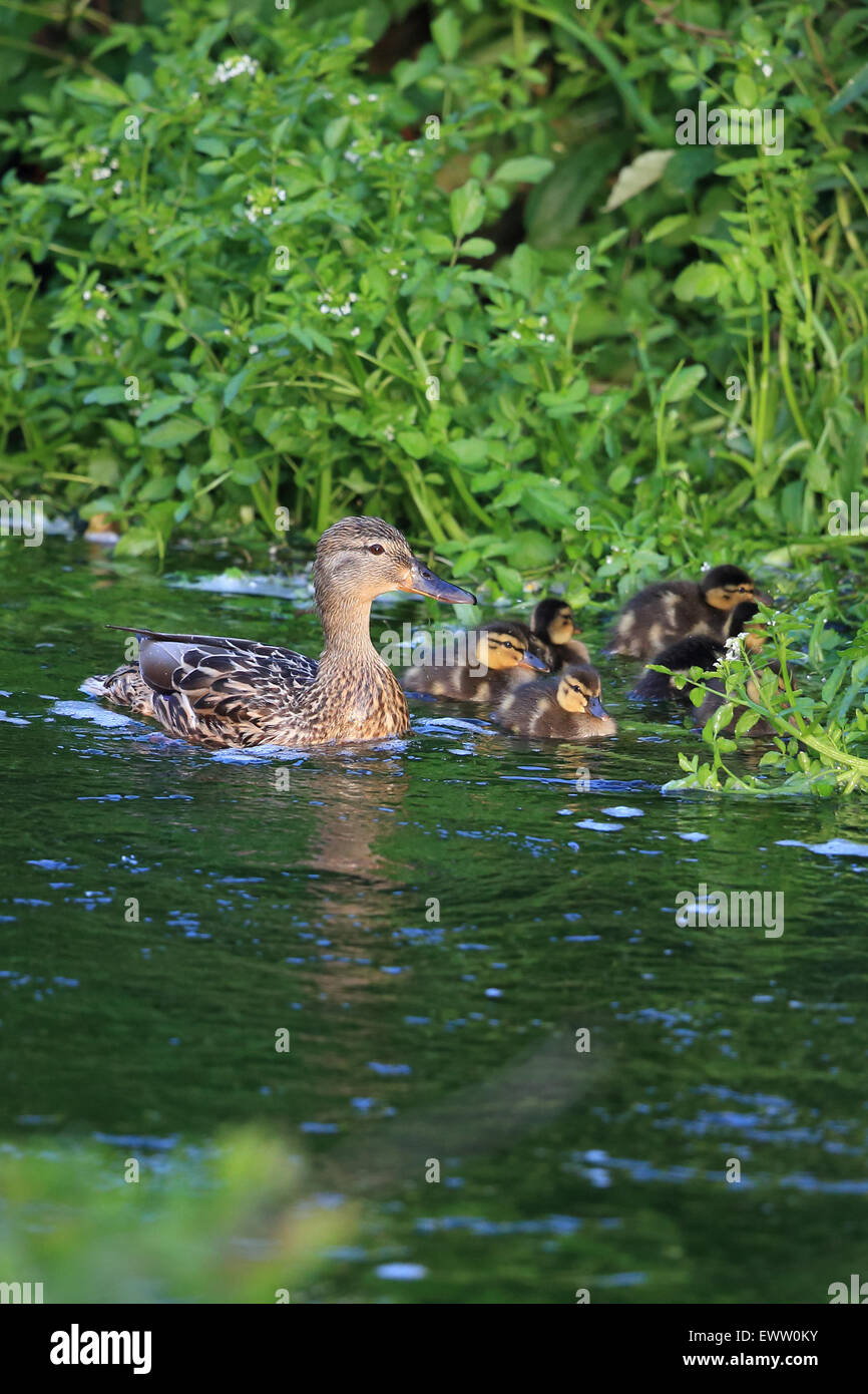 Il germano reale (Anas platyrhynchos) Norfolk England Regno Unito GB Giugno 2015 Foto Stock