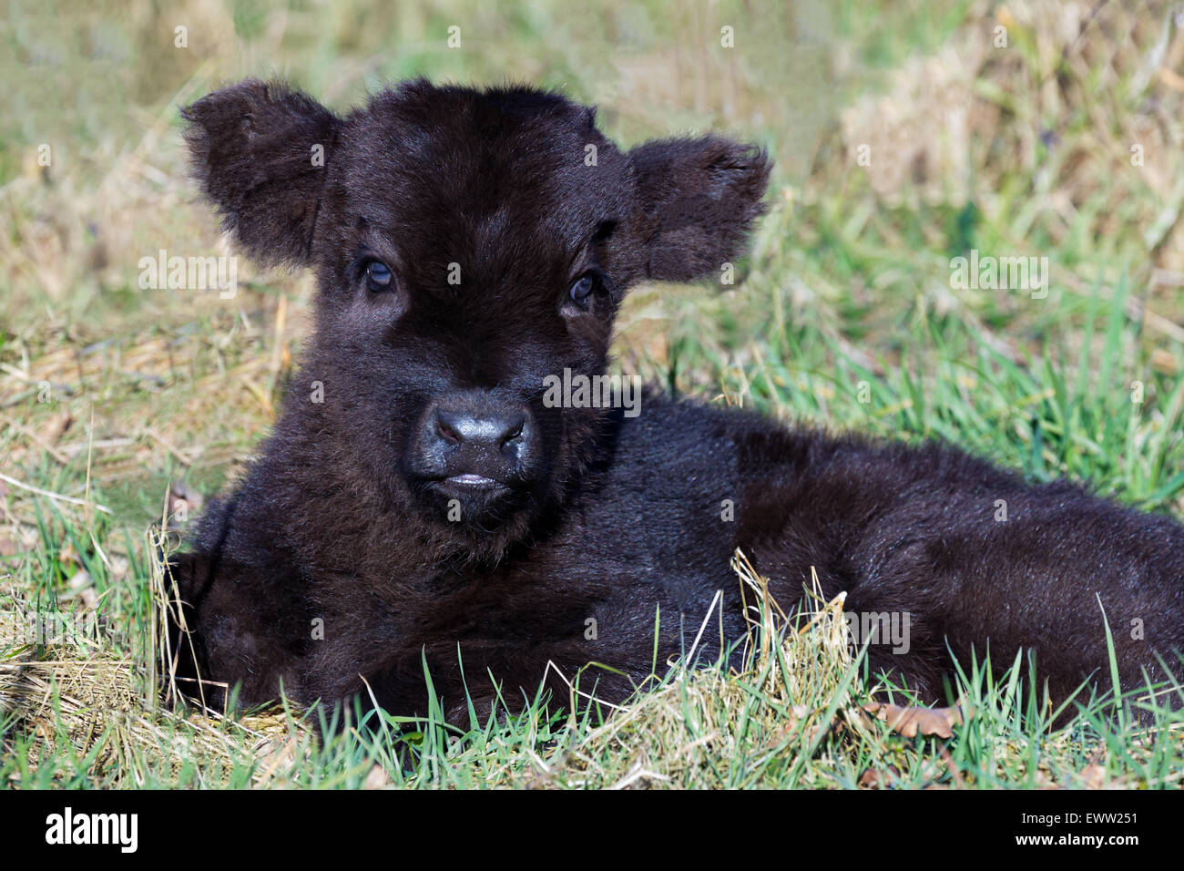 Ritratto di neonato nero highlander scozzese calf giacente in erba in stagione primavera Foto Stock