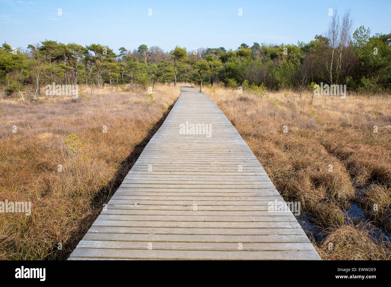 Sentiero in legno in erba e foresta paesaggio invernale Foto Stock