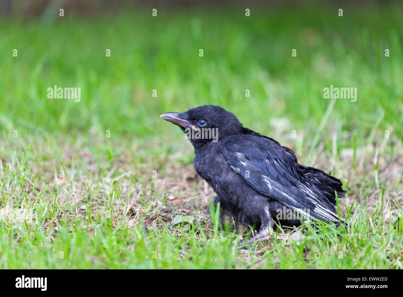 Giovani corvo nero seduto in erba verde nella stagione estiva Foto Stock