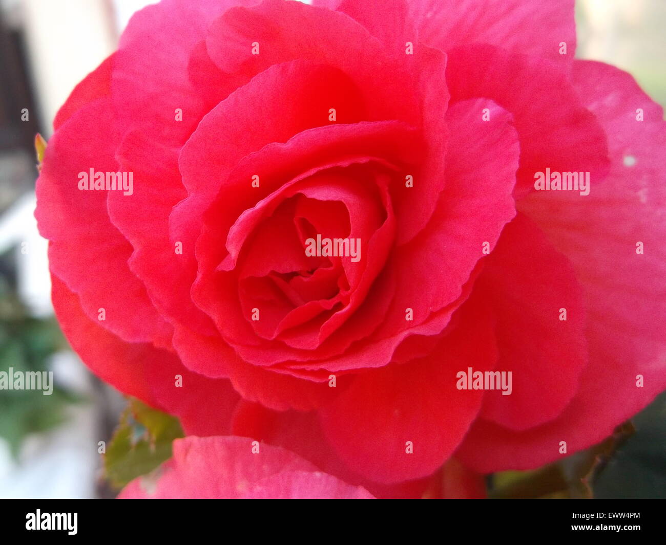 Begonia tuberhybrida Begonia tuberosa - Flower Foto Stock