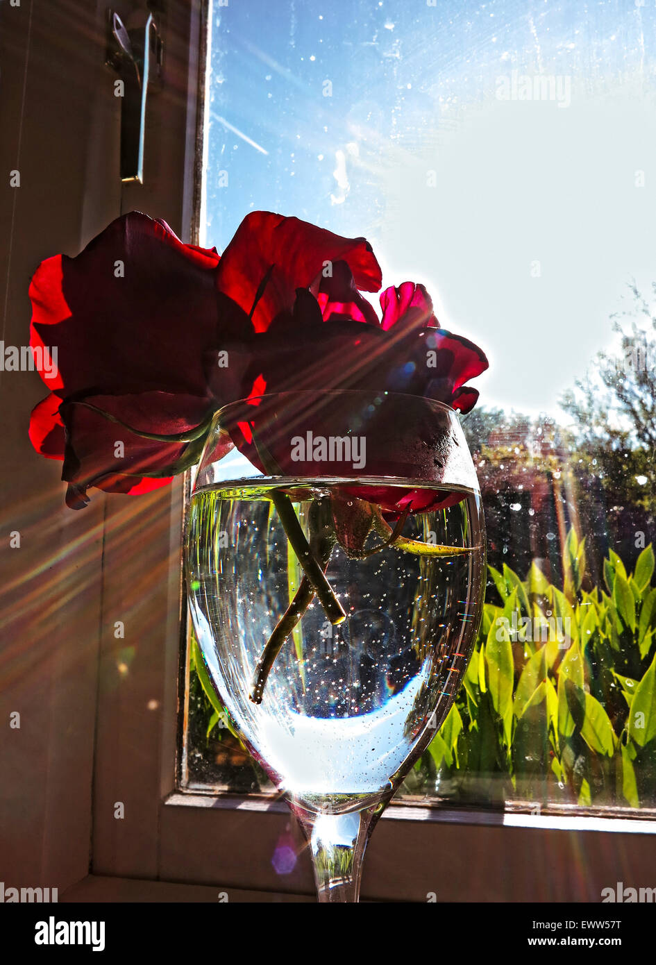 Le rose illuminata dal sole di mattina sulla mensola della cucina Foto Stock