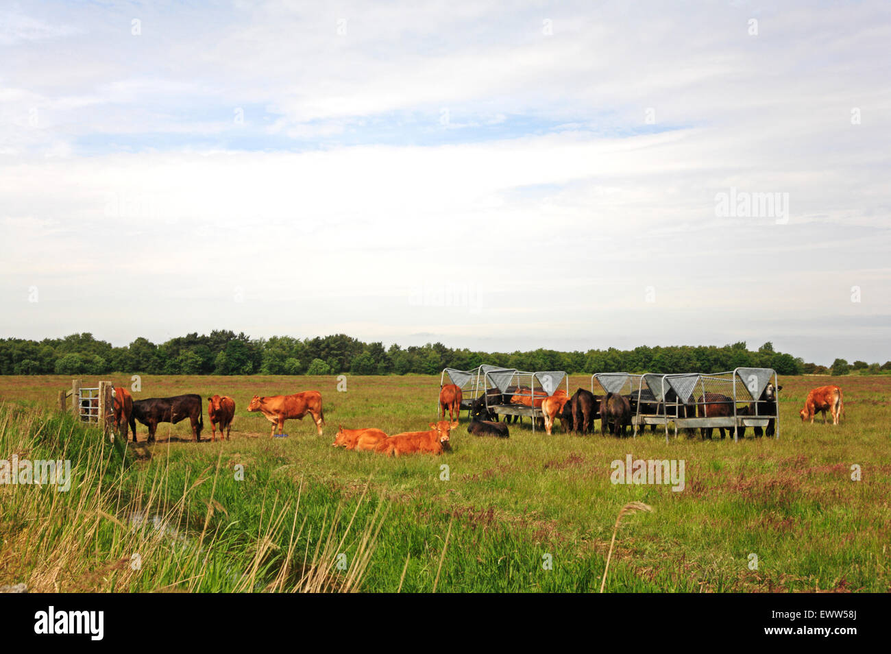 Un piccolo allevamento di bestiame con alimentazione di contenitori per il pascolo paludi a Horsey, Norfolk, Inghilterra, Regno Unito. Foto Stock