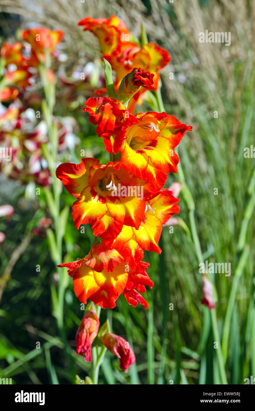 Bel colore arancione gladiolus su uno sfondo verde Foto Stock