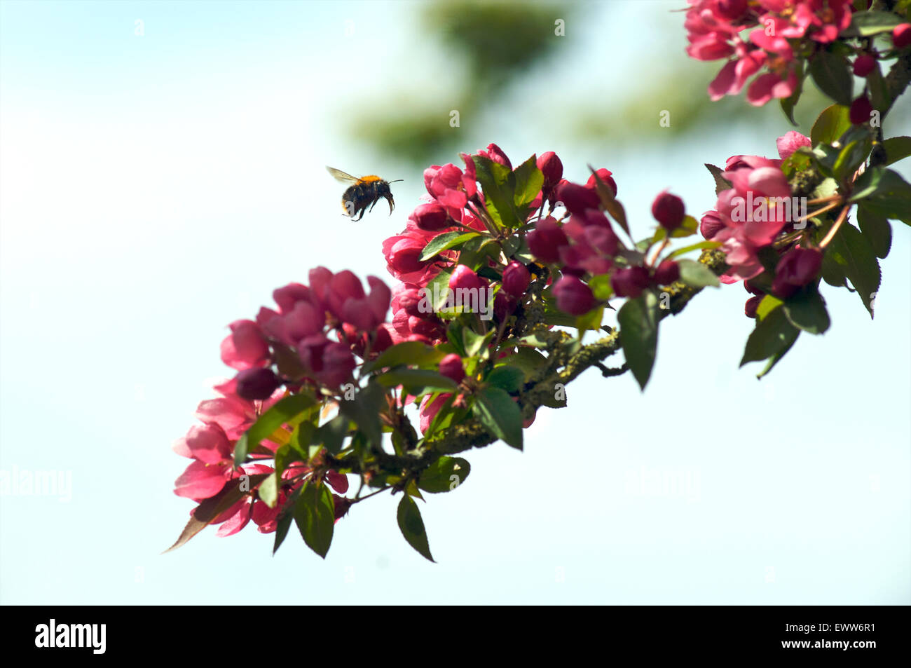 Bee per raccogliere il polline dal fiore di un fiorire susino Foto Stock
