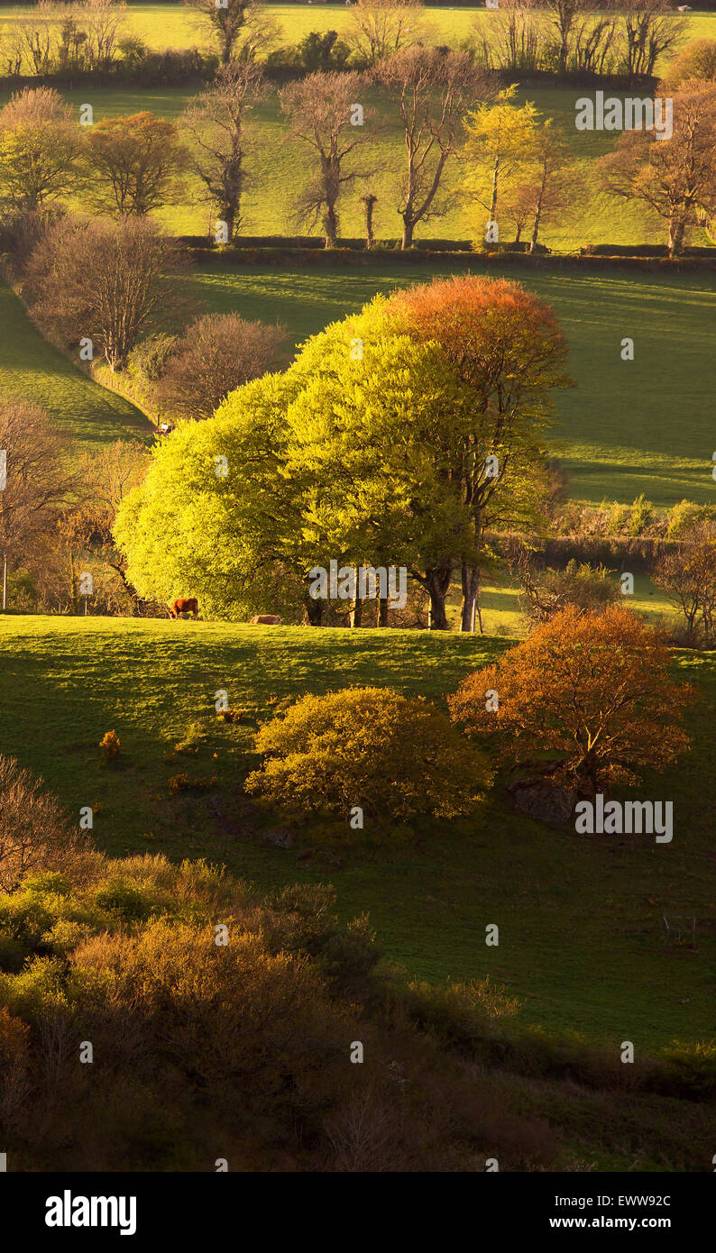 Luce dorata su campi di rotolamento del Devon Regno Unito Foto Stock