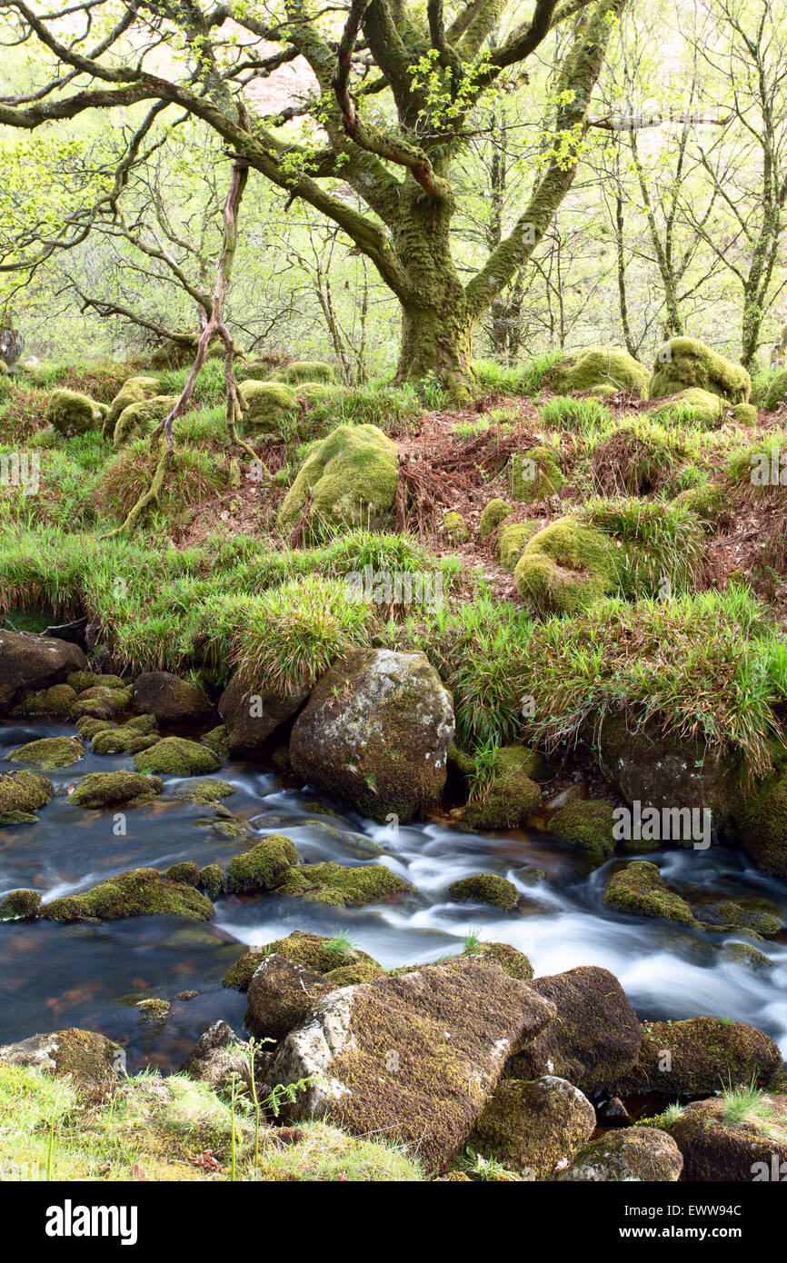 A ovest del fiume Okement Parco Nazionale di Dartmoor Devon UK Foto Stock