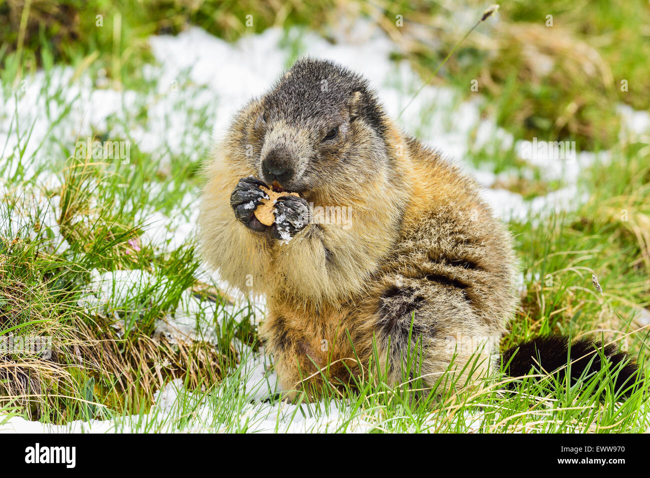 La marmotta alpina Grossglockner a. Altitudine: 2700 m Foto Stock