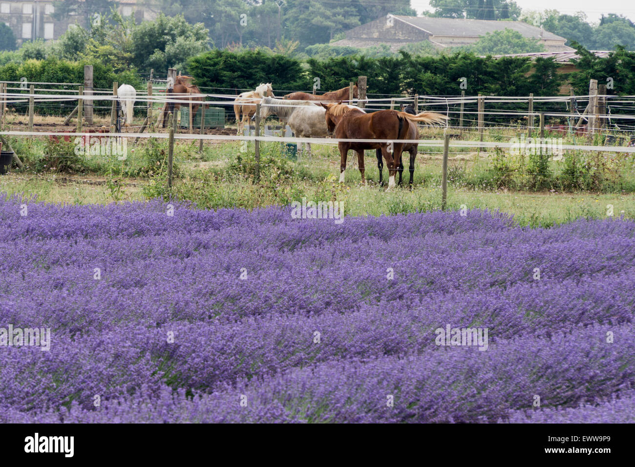 Horse Farm, lavanda, Camarque, Bouche du Rhone, Francia Foto Stock