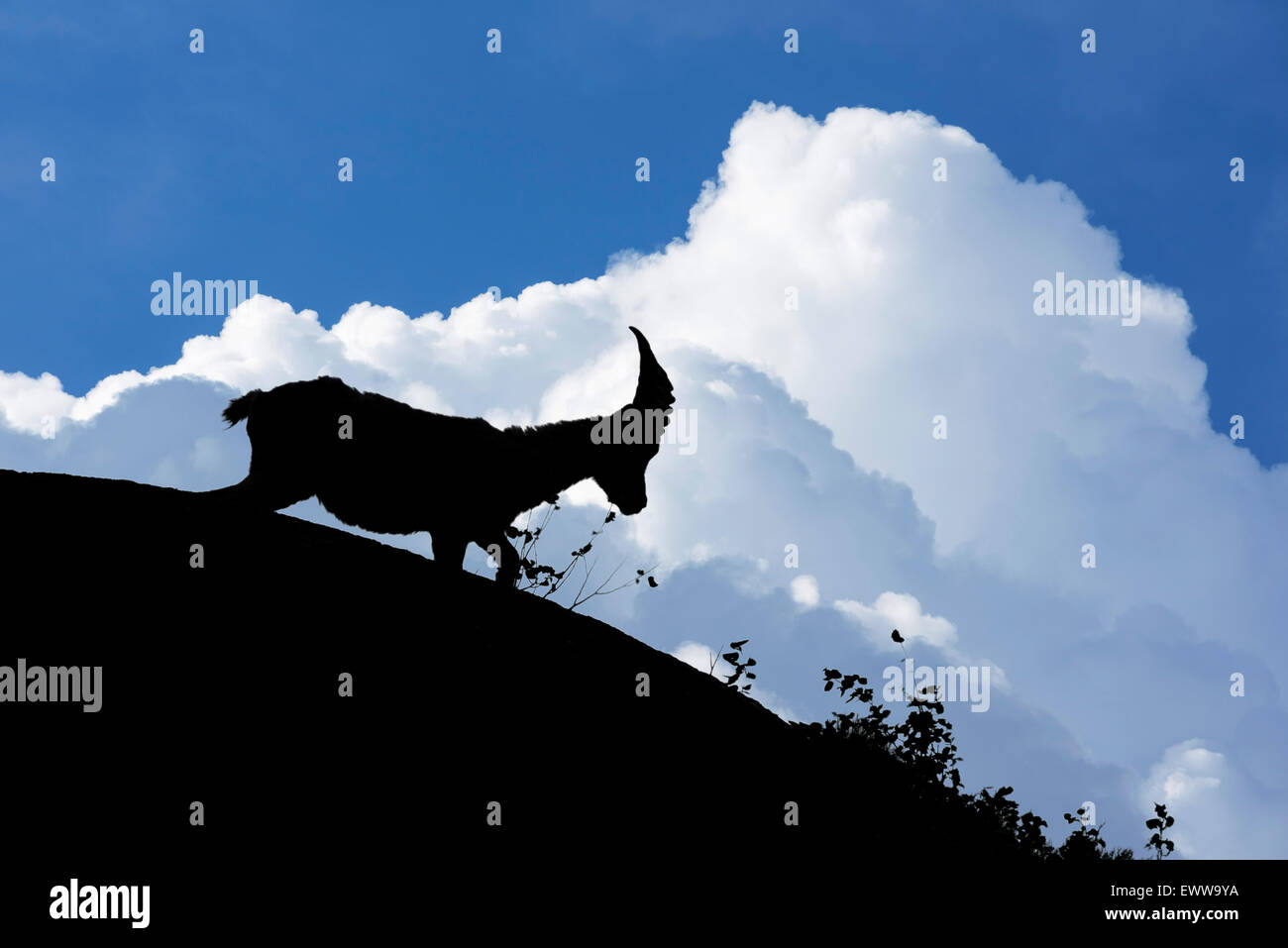 Stambecco delle Alpi (Capra ibex) stagliano nuvole temporale nelle Alpi Foto Stock