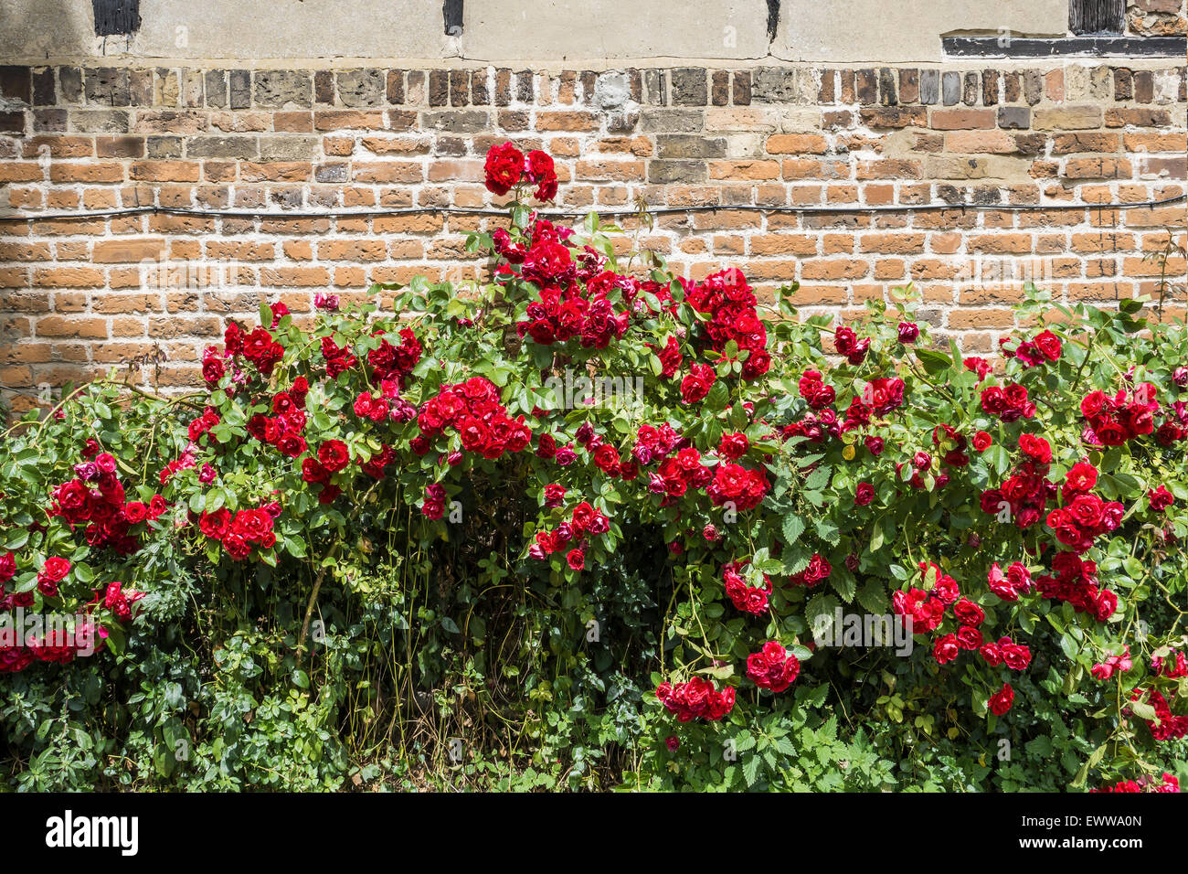 Rose rosse crescente contro il vecchio muro Foto Stock