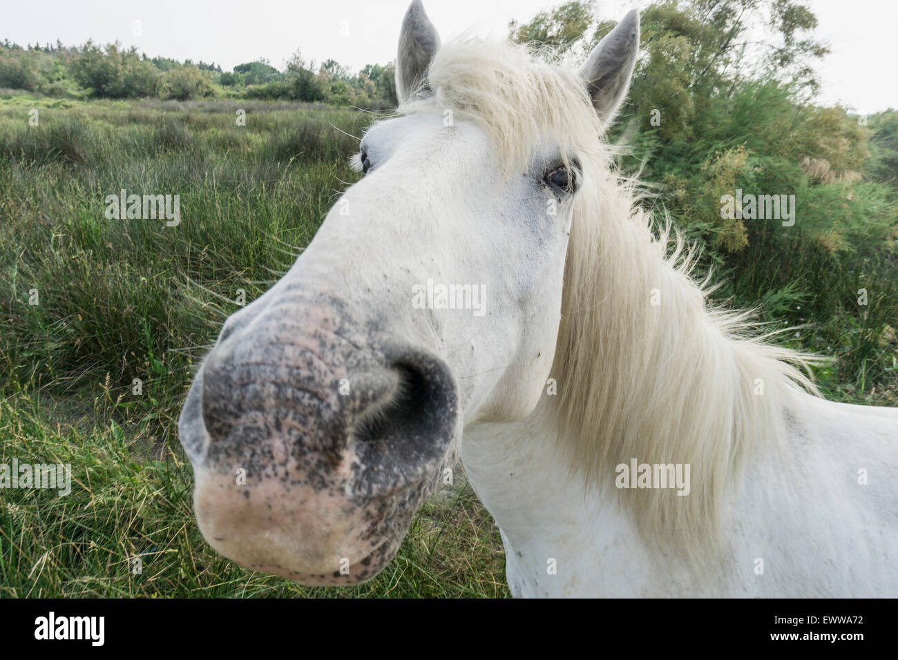Cavalli Camargue (Equus caballus), Saintes-Marie-de-la-Mer, Camargue, Francia, Europa Foto Stock