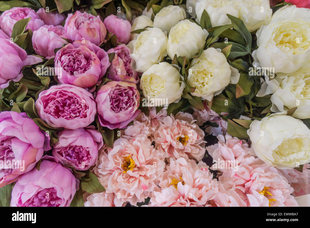 Fiori , il Mercato dei Fiori, Nizza, Alpes Maritimes, in Provenza Costa Azzurra, Mediterraneo, Francia, Europa Foto Stock
