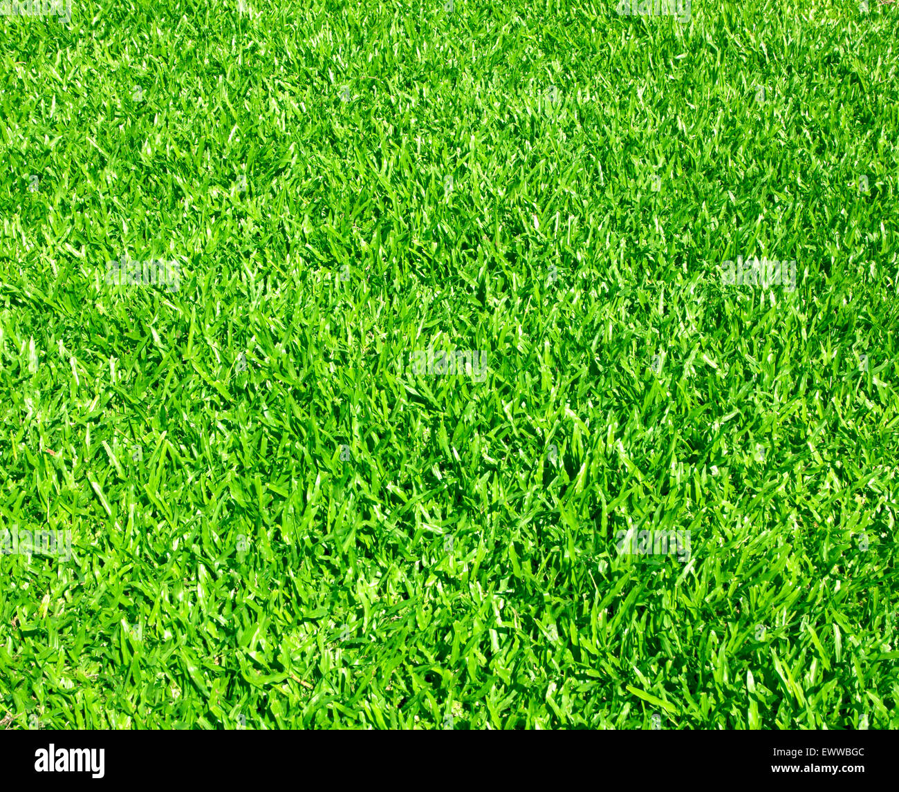Prato verde del Golf astratto sfondo texture naturali. Foto Stock