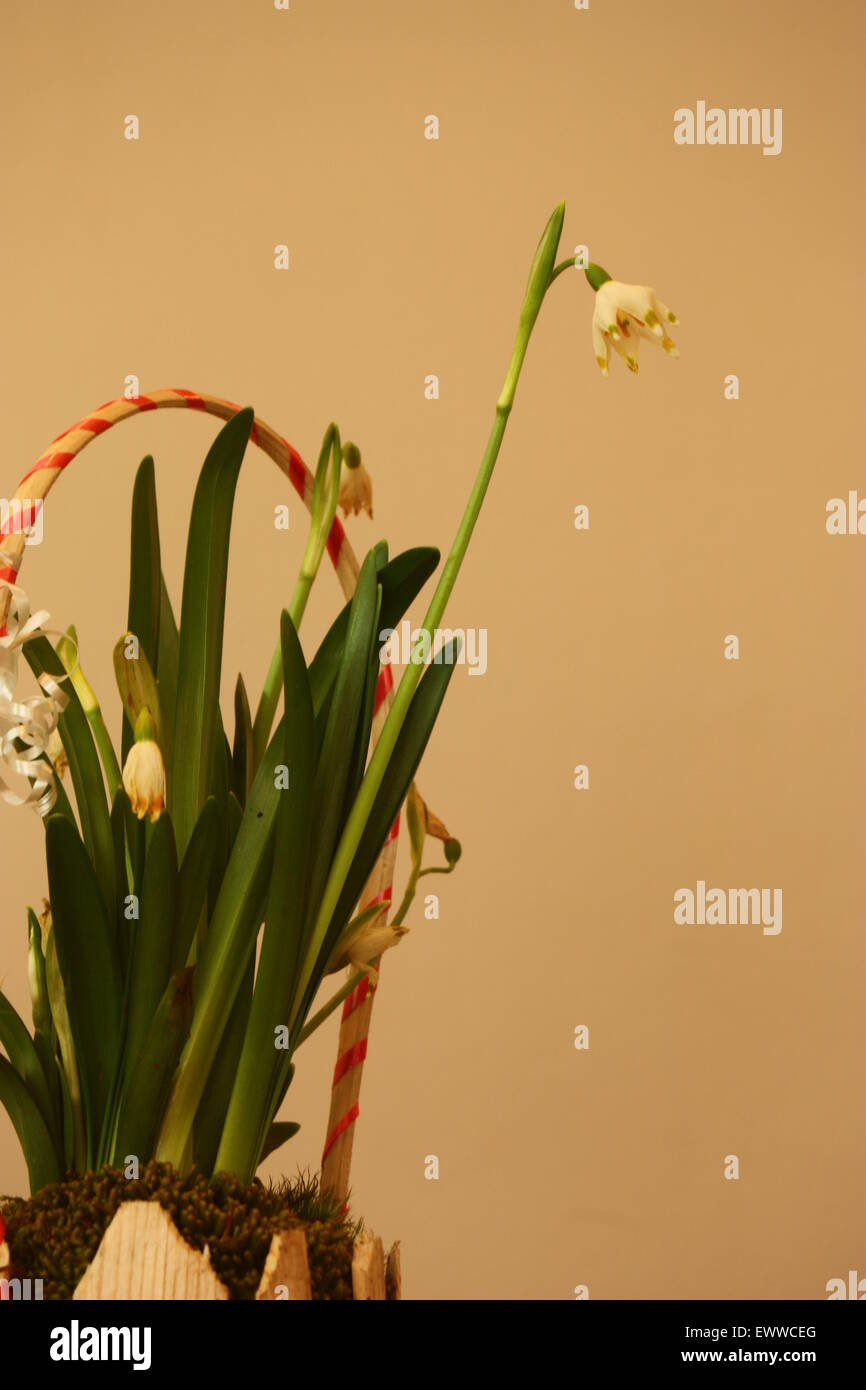 Composizione floreale con bucaneve, Galanthus nivalis. Foto Stock
