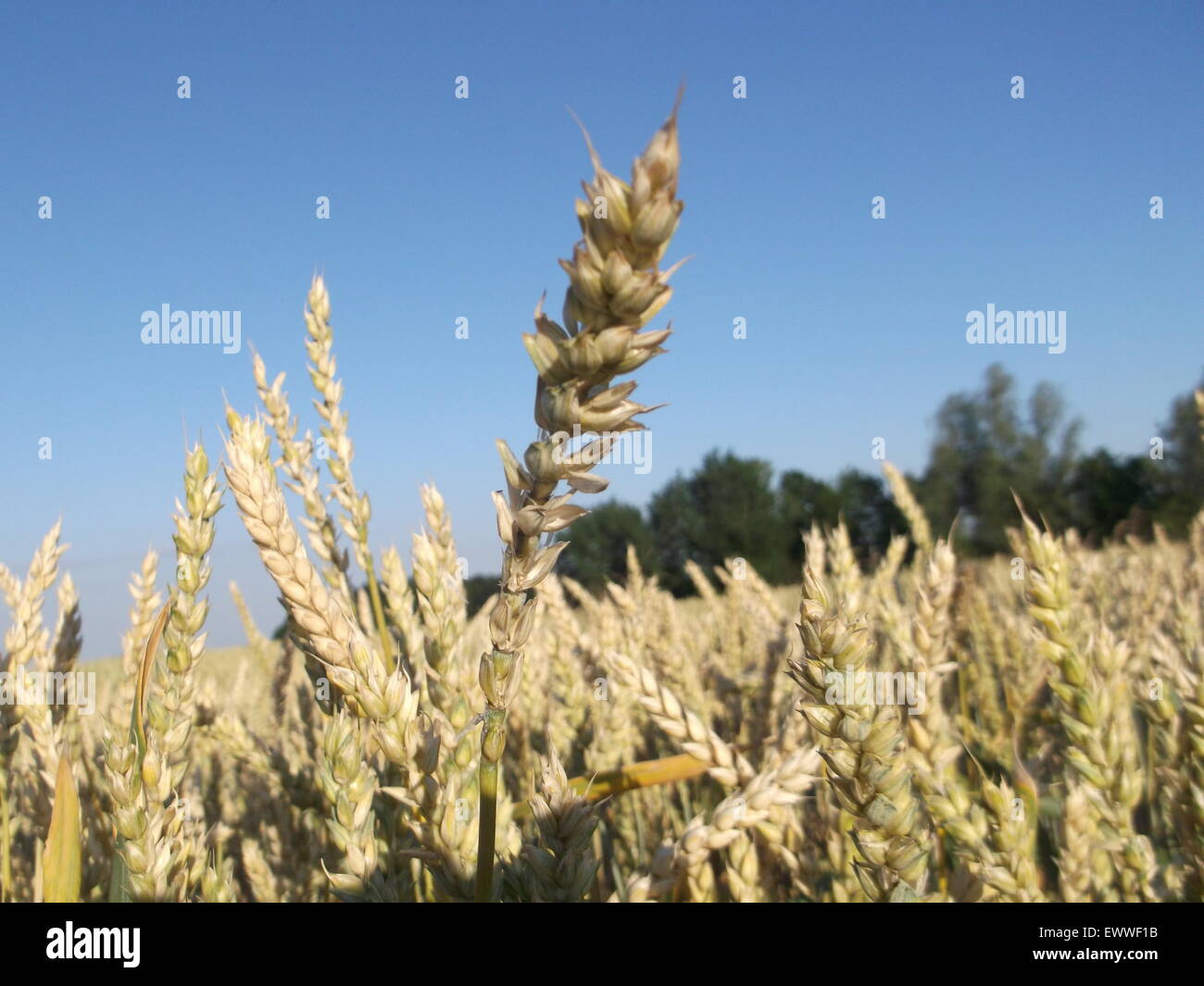 Orecchio di grano di inverno Foto Stock