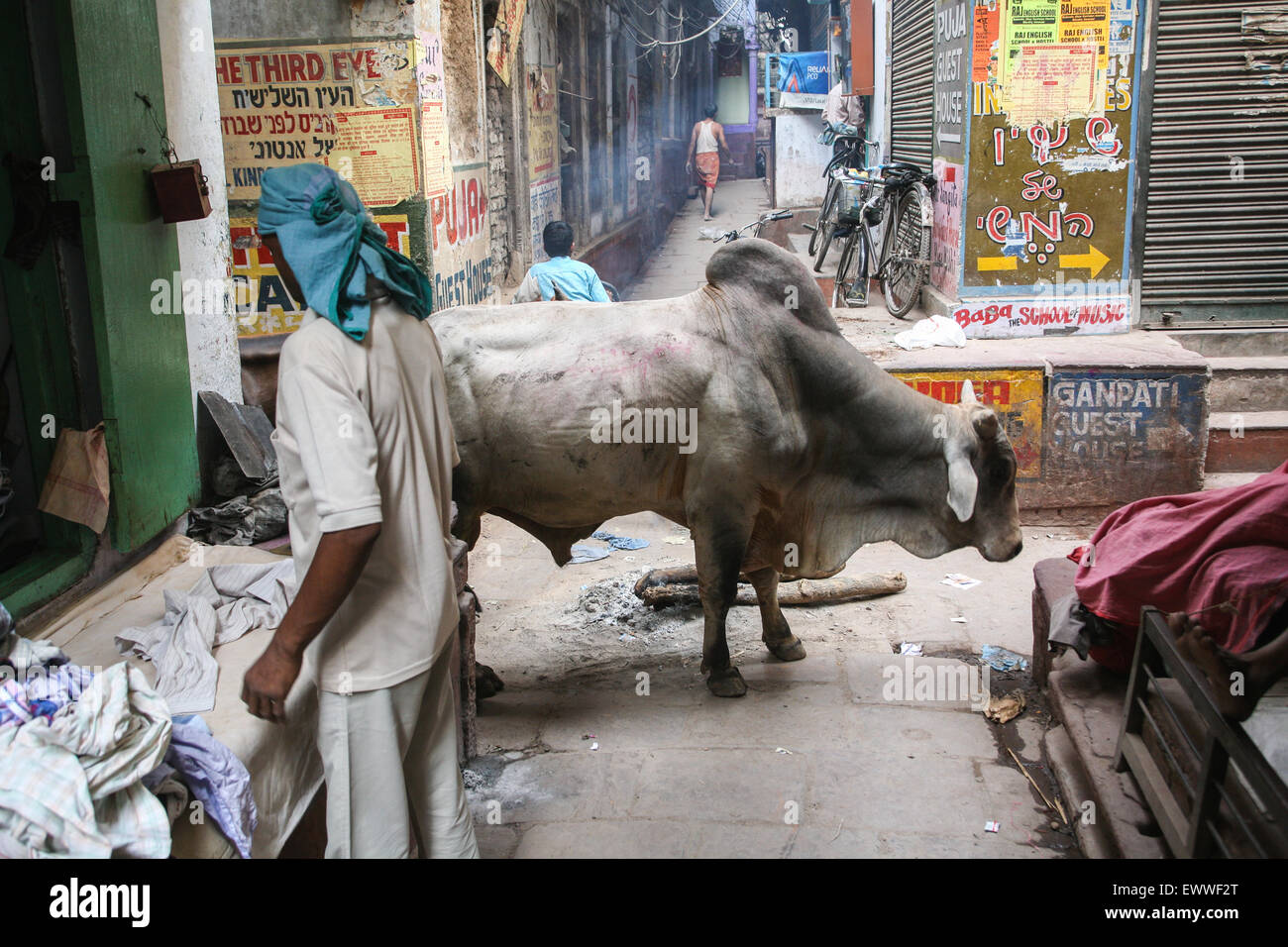 Bramino bull cow sbanda attraverso la stretta a pressione atmosferica ma confuso labirinto di vicoli di Varanasi's Old City.L'India,indiana, strette,lane,corsie, Foto Stock