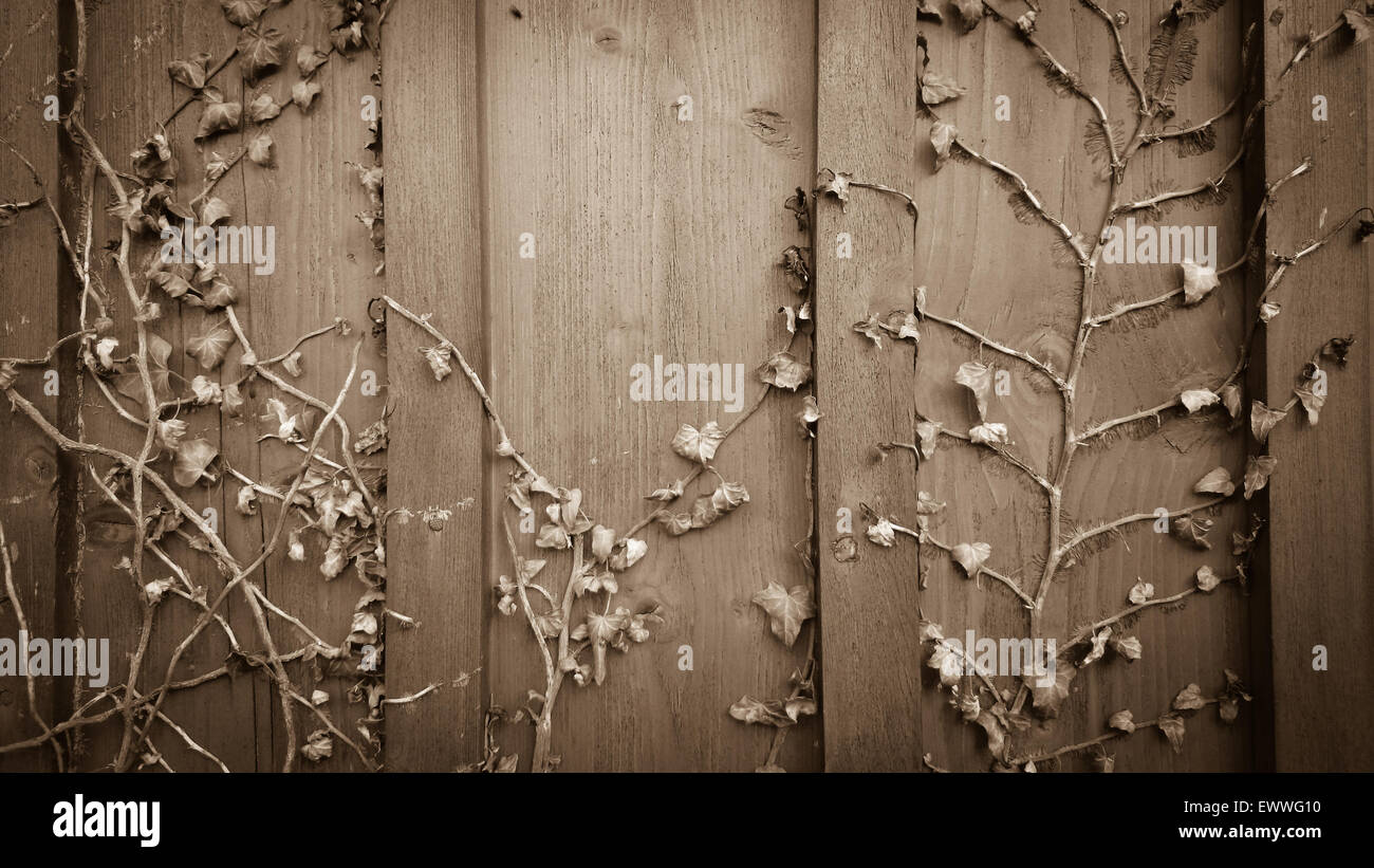 Scalatore essiccato di edera hedera su una vecchia tavola di legno sfondo Foto Stock