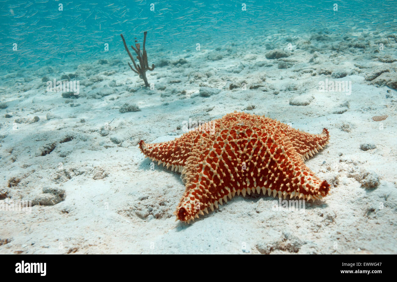 Un cuscino di stelle marine si trova nella baia di Waterlemon sull'isola di San Giovanni negli Stati Uniti Isole Vergini. Foto di Matt potrebbe/Alamy Foto Stock