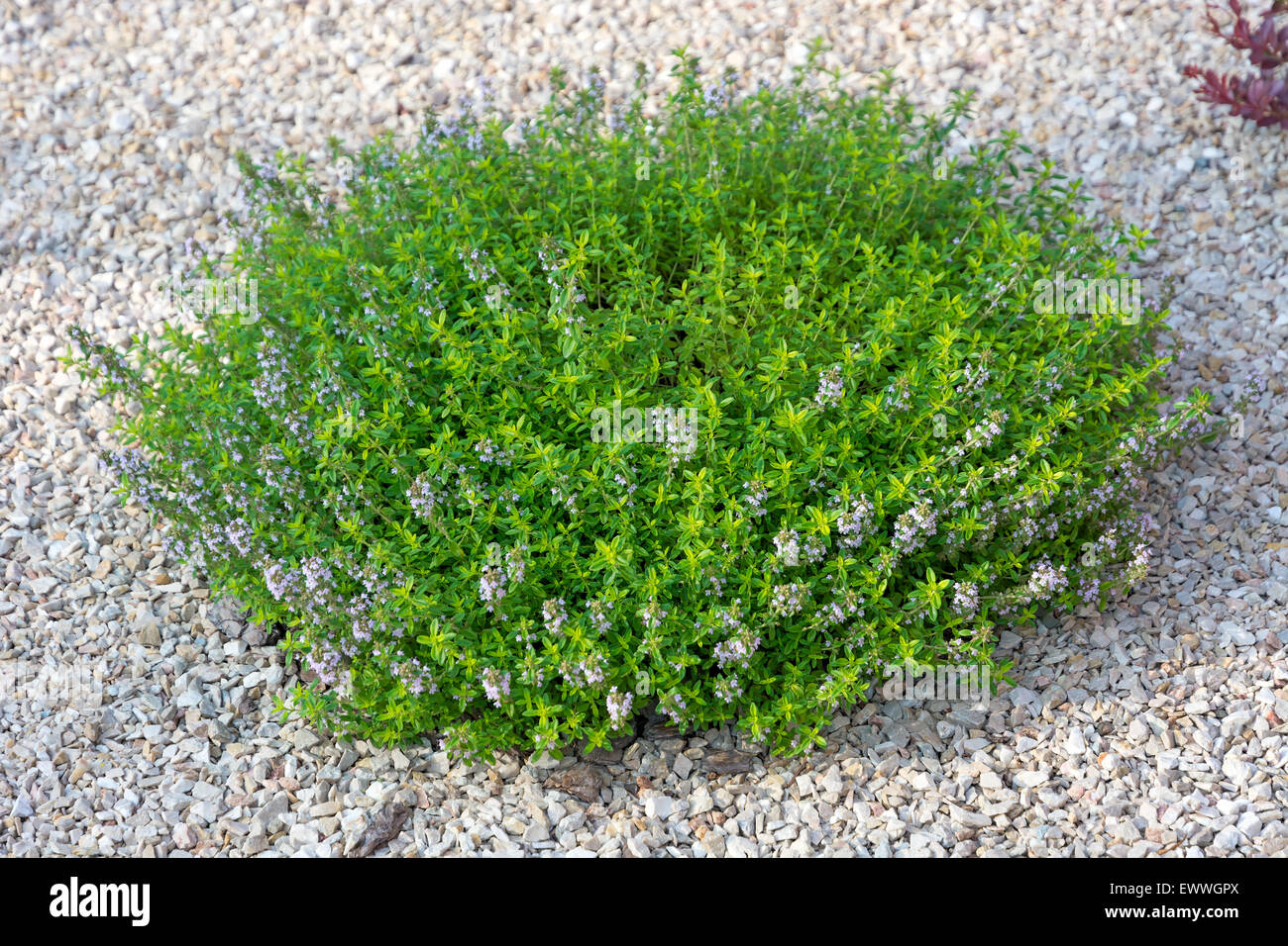 Piccola macchia verde con fiori blu su una pietra di luce. Elemento di progettazione del paesaggio. Foto Stock
