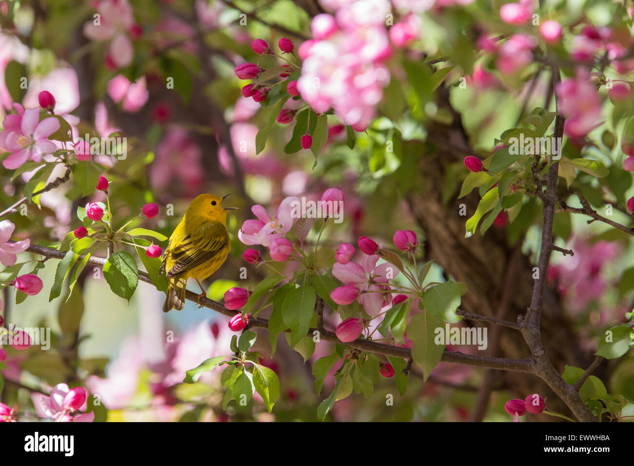 Trillo giallo (dendroica petechia) cantare in fiori Foto Stock