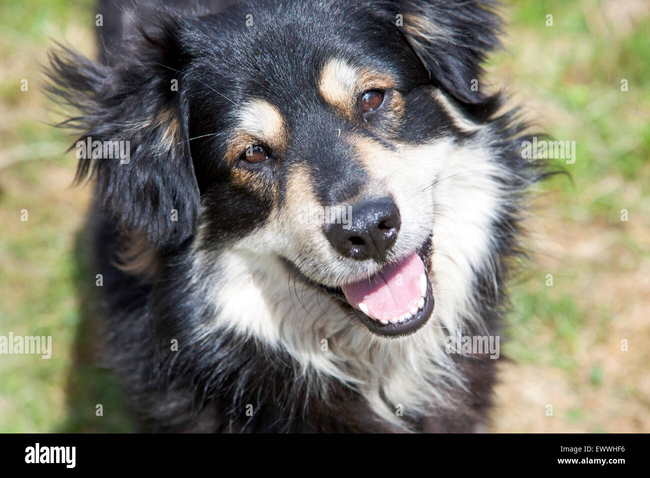 Cane attento Foto Stock