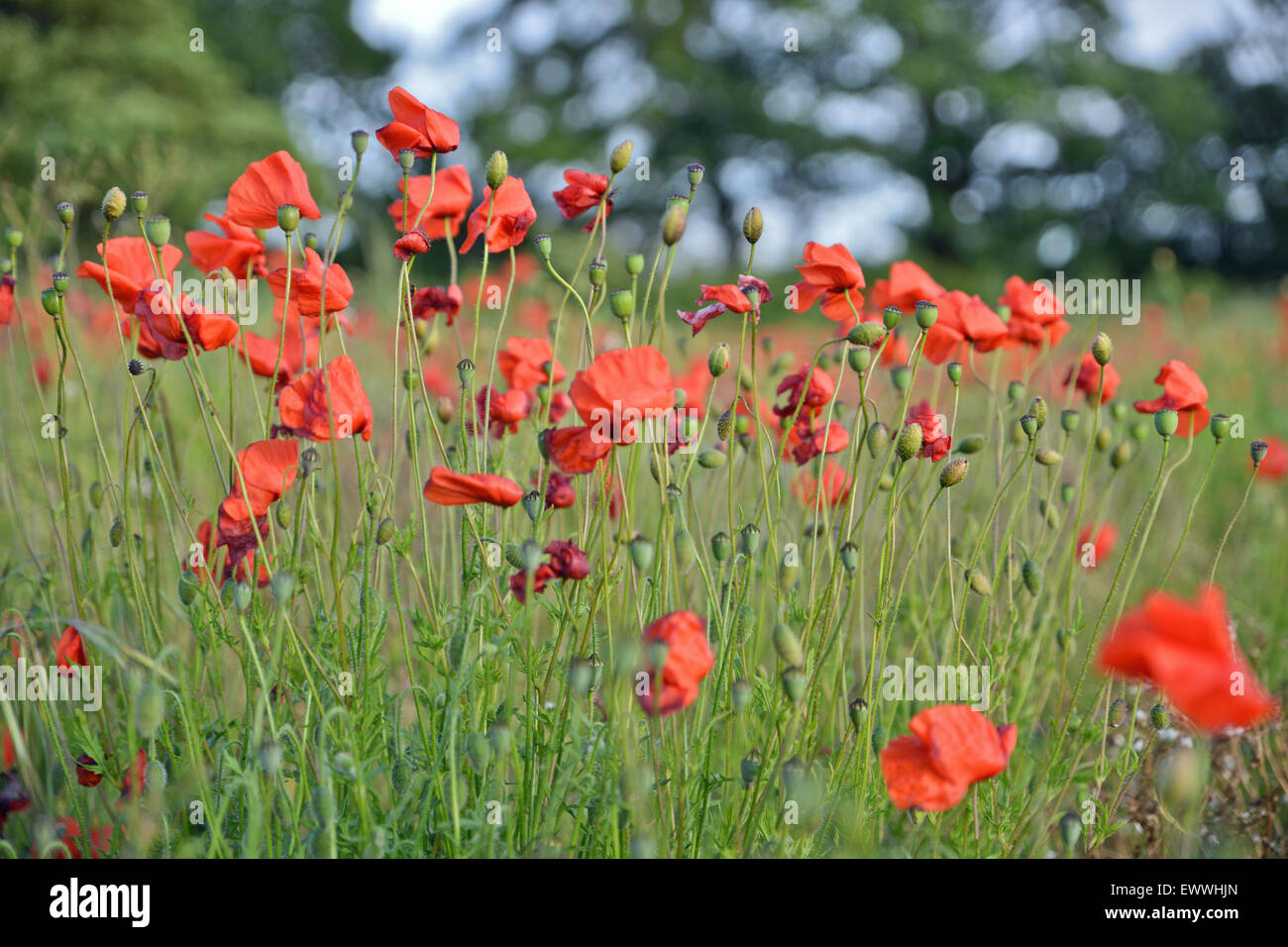 Papaveri soffiando nel vento in campo in campagna Regno Unito Foto Stock